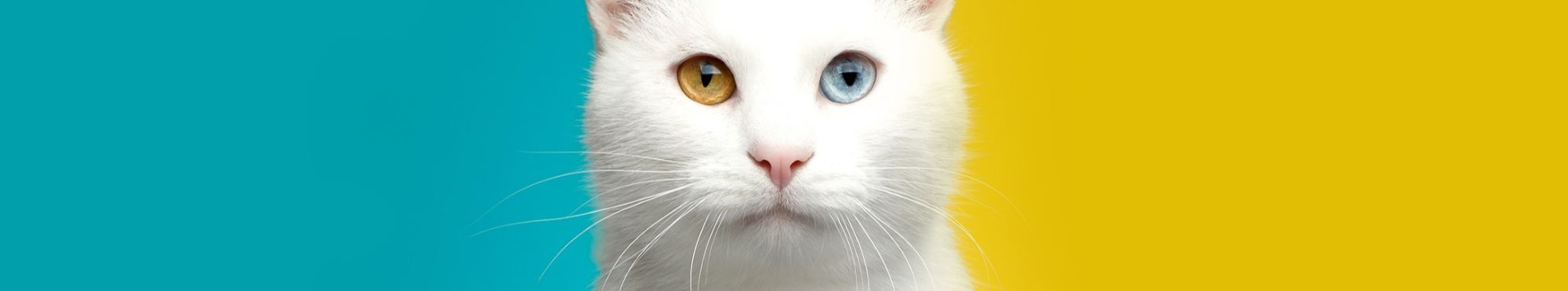 Produtos para Gato